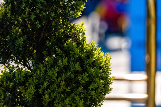 Green coniferous thuja close-up. A tree with green branches on a sunny day - image