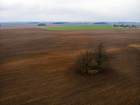 aerial iew from the drone to a cultivated farm field and solitary trees on a sunny spring day
