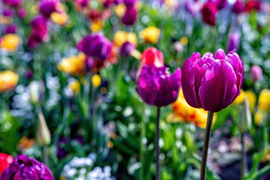Multicolored tulips bloom in the garden during the first warm days of spring - image