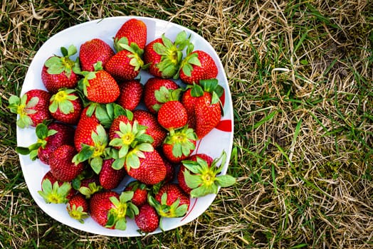 Sweet wild strawberries lying on a white plate on a green lawn. top view - image