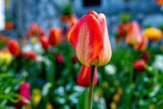 Multicolored tulips bloom in the garden during the first warm days of spring  - image