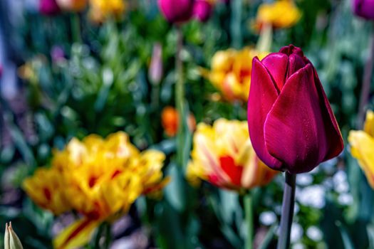 Multicolored tulips bloom in the garden during the first warm days of spring - image