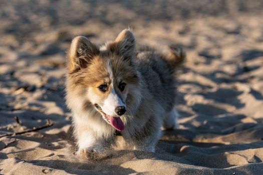At sunset hour, Welsh Corgi fluffy runs around the beach and plays in the sand
