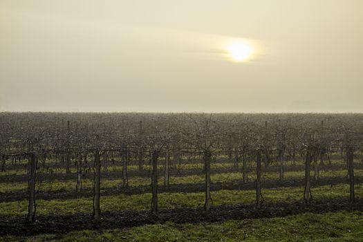 The sick sun struggles to penetrate the gray-white sky of the cold winter morning that envelops the sleeping vineyard