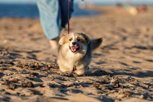 At sunset hour, Welsh Corgi fluffy runs around the beach and plays in the sand