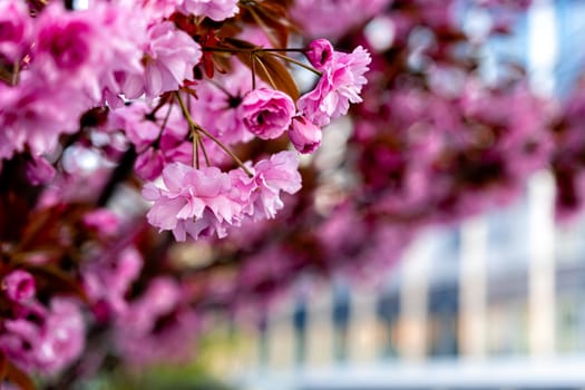 Pink flowering shrubs in a spring garden with bokeh - image