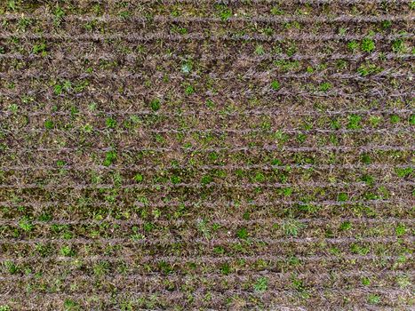 aerial top view from drone of  farm field in sunny spring day, backgraund concept