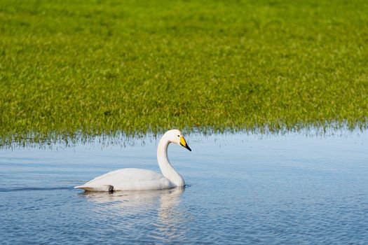 Whooper swan (Cygnus cygnus), Whooper swan feeding and resting on green flooded meadows  near rural houses in March, Latvia, 2020