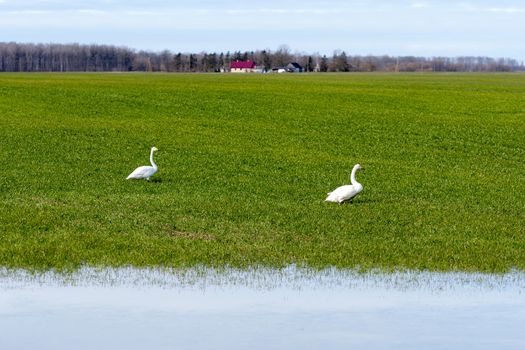 Whooper swan (Cygnus cygnus), Whooper swan feeding and resting on green flooded meadows  near rural houses in March, Latvia, 2020