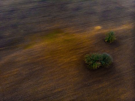 aerial iew from the drone to a cultivated farm field and solitary trees on a sunny spring day