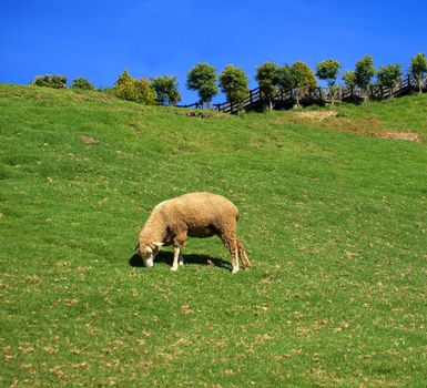 Beautiful alpine pasture with a single sheep grazing
