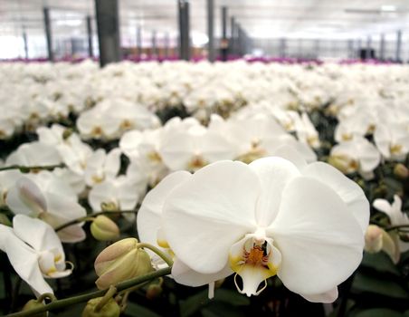 A large greenhouse with rows of white and purple orchids
