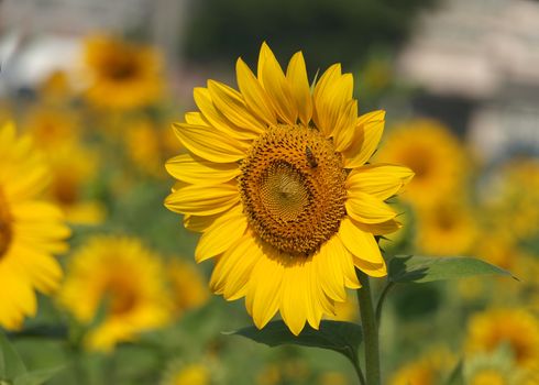 Beautiful radiant sunflower with a bee sucking nectar from its flowers