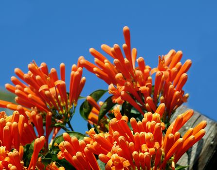 Flowers of the Orange Honeysuckle (Lonicera ciliosa) in the sunlight
