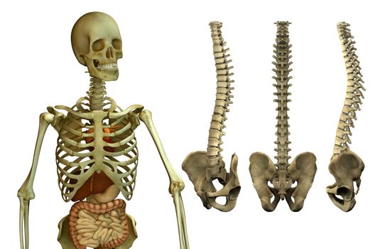 Illustration anatomical human skeleton and spine.