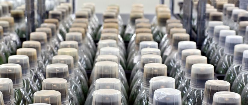 Orchid flower seedlings are cultivated in bottles before transplanting

