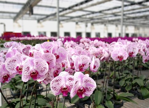 Purple butterfly orchids of the Phalaenopsis genus are cultivated in a commercial greenhouse
