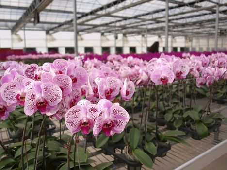Orchids of the Phalaenopsis genus are grown in a commercial greenhouse