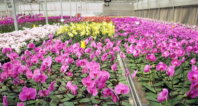 Orchids of the Phalaenopsis genus are cultivated in a commercial greenhouse operation
