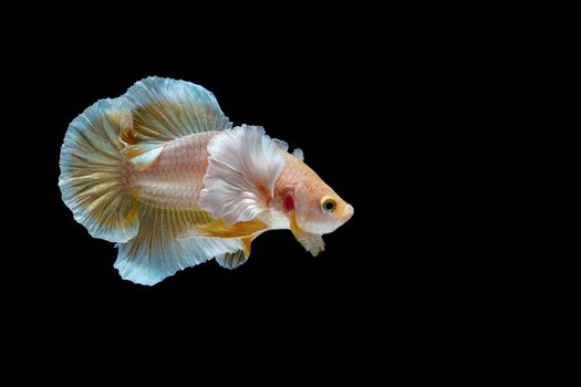 Aggressive fighting fish on black background.