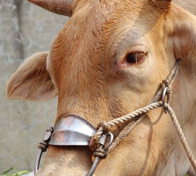 An ox wears a harness designed to pull a cart