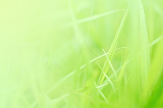 Fresh Grass Wave Closeup. Greenery background with copy space, wallpaper concept.