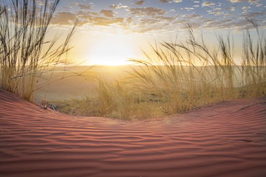 Red colored sand dunes of Sossusvlei in Namibia during a dramatic sunset, sand and grass in foreground, valley and desert in the background, sun setting on the horizon