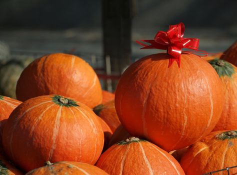 Bright orange pumpkin gourds are illuminated by the morning sun
