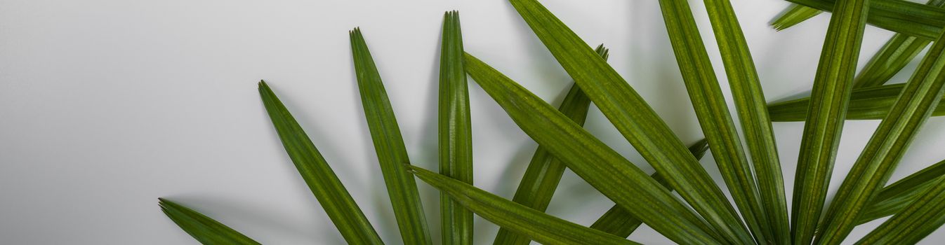 Closeup of green leaf on white wall (Lady palm). Greenery background, wallpaper concept.