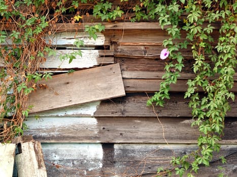 The timber wall of an old woodshack with green vines
