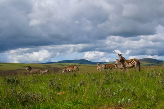 Herd of zebra's standing in the plains and nature of Nyika national park, Malawi, Africa, dramatic sky with clouds and landscape.