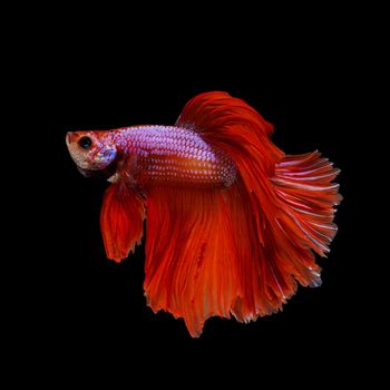 Male Halfmoon Betta on black background.  Siamese fighting fish is the freshwater fish with beautiful fins and color 