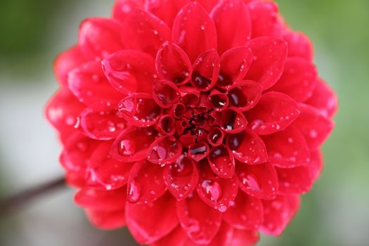 Red flower in Spring