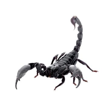 Black scorpions isolated on a white background.