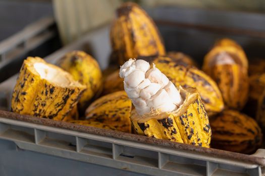 man holding a ripe cocoa fruit with beans inside and Bring seeds out of the sheath.