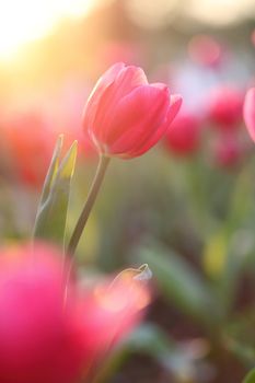 Pink Tulips 