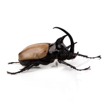 Yellow Five-horned rhinoceros beetle isolated on white background.