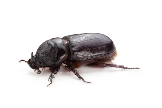 Siamese rhinoceros beetle isolated over white background.