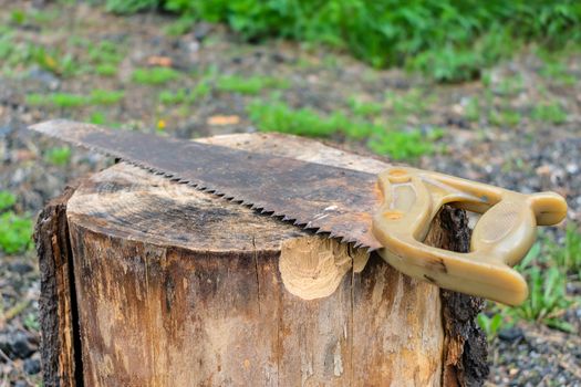 An old and rusty but sharp saw lies on a stump of a sawn tree