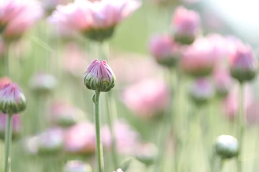 Pink Chrysanthemum buds under morning sunlight at flower field