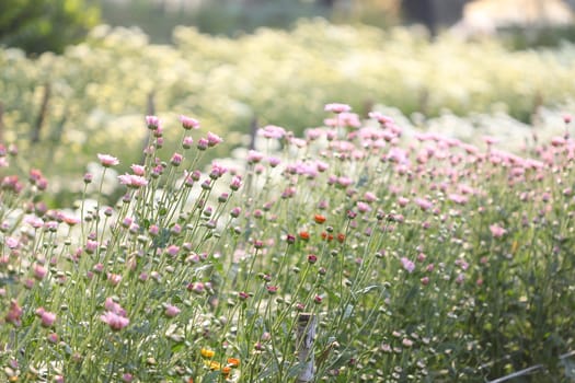 Pink Chrysanthemum buds under morning sunlight at flower field