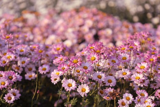 Pink Chrysanthemum flower getting dry under morning sunlight at flower field