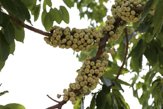 A group of figs that are on the branches of the fig tree.