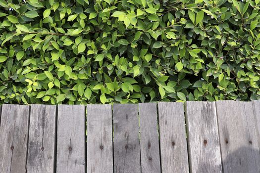 Old wooden fence with green tree walls.