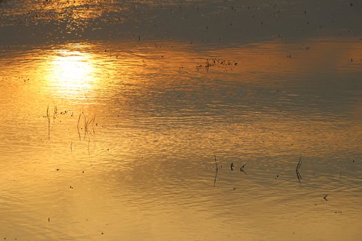 Reflections of the evening sun on the surface water. The golden light hits the water surface.