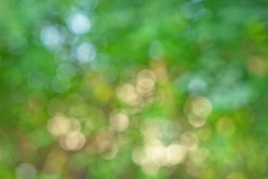 Bokeh background of foliage. Nature composition.