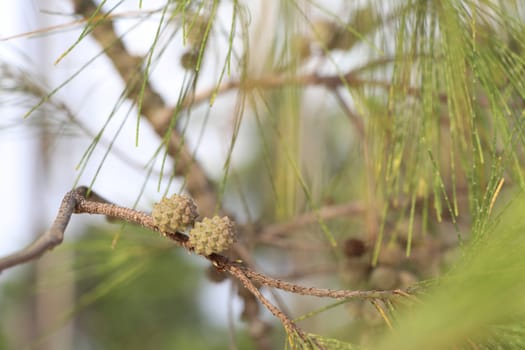 Pine cones on the branches of pine trees.