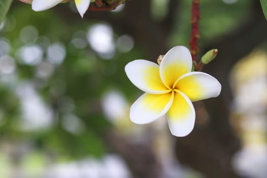 Frangipani flowers with blurred background.