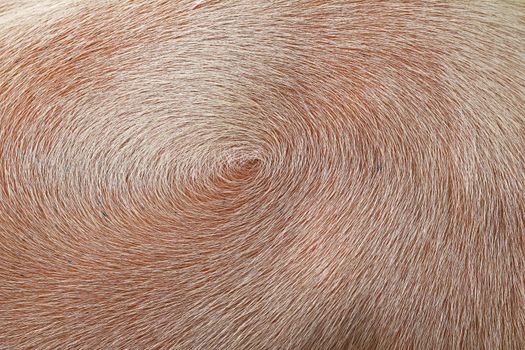 Swirl hair on the skin of animals. Feathers on the skin of albino buffalo.