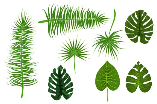 Set collection isolated. Tropical background vector palm leaf. Exotic summer green jungle tree. Hawaii plant pattern decoration design. Botanical tropic fashion element. Colorful travel banner.